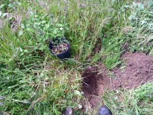 Community Cleanup 2016 Planting